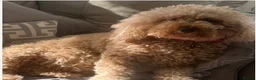Cavapoo dogs for sale: 🐶🐾Cavaschnauzer🐾🐶Adorable Pups🐾🐶 - Advert 7