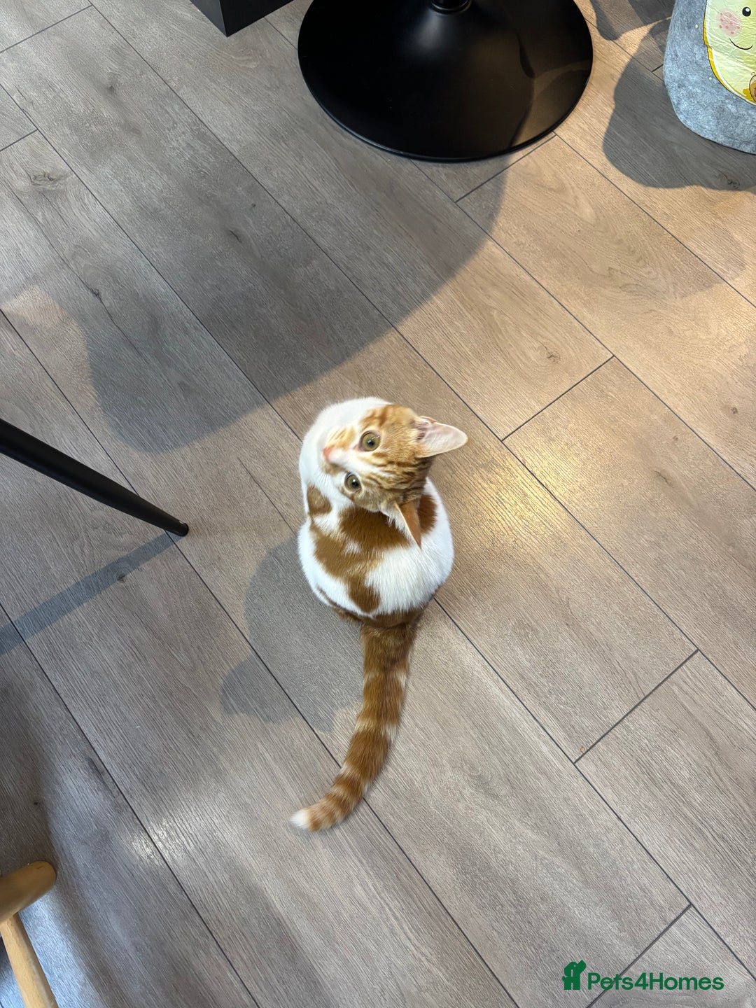 Mixed Breed cats for sale: Lovely Ginger Boy - Advert 2