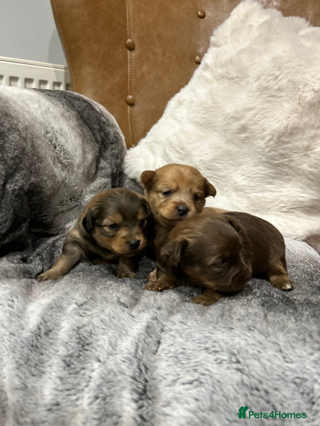 Mixed Breed dogs for sale: Miniature Dauchshund/ Pomeranian puppies for sale - Advert 8