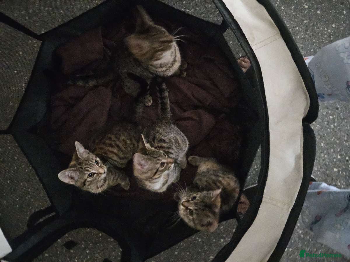Bengal cats Kittens for sale ! - Advert 11