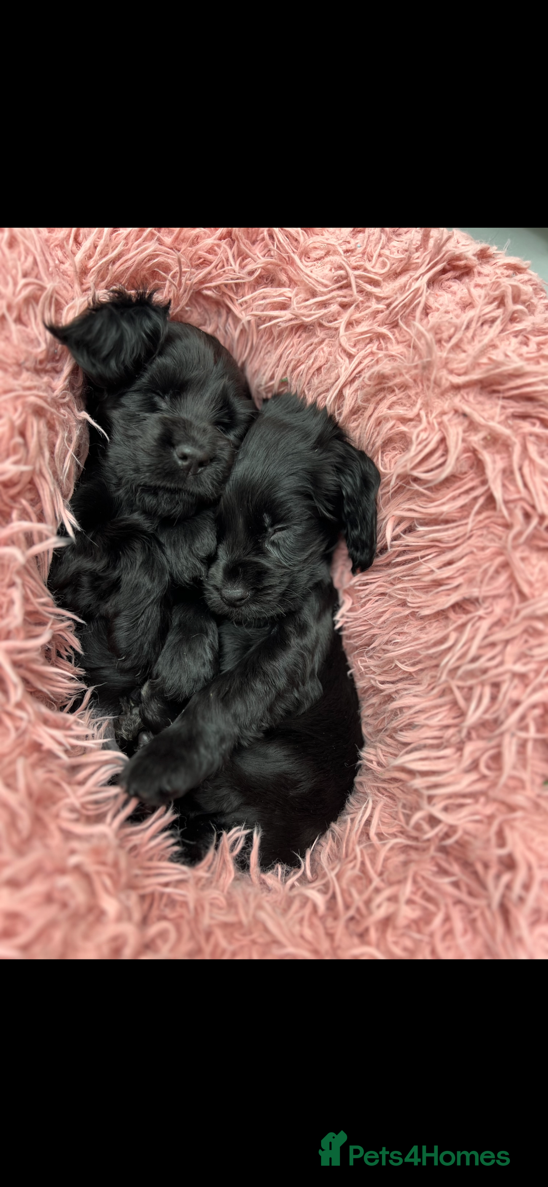 Cocker Spaniel dogs for sale: Show Cocker Spaniel   in London - Image 16