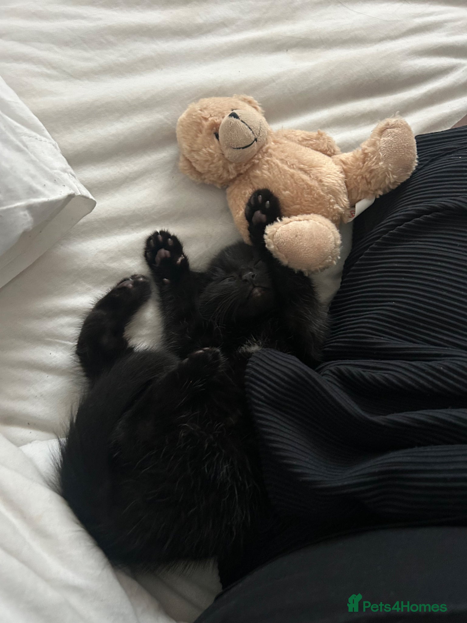 Mixed Breed cats Adorable Kitten Looking for a Loving Home  - Advert 2