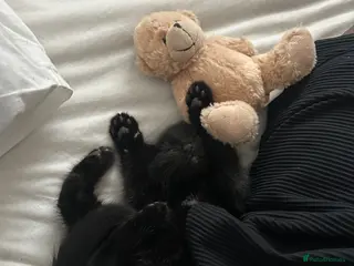 Mixed Breed cats Adorable Kitten Looking for a Loving Home - Advert 2