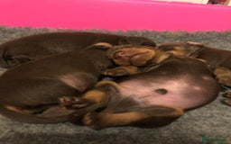 Miniature Dachshund dogs for stud: KC Registered Miniature Smooth Haired Stud - Image 11