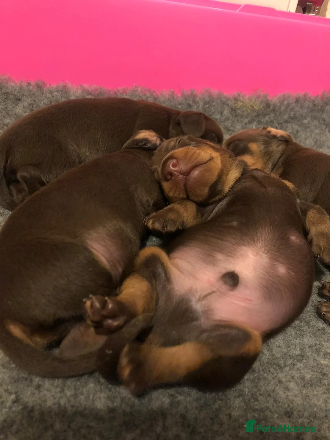 Miniature Dachshund dogs for stud: KC Registered Miniature Smooth Haired Stud - Advert 11