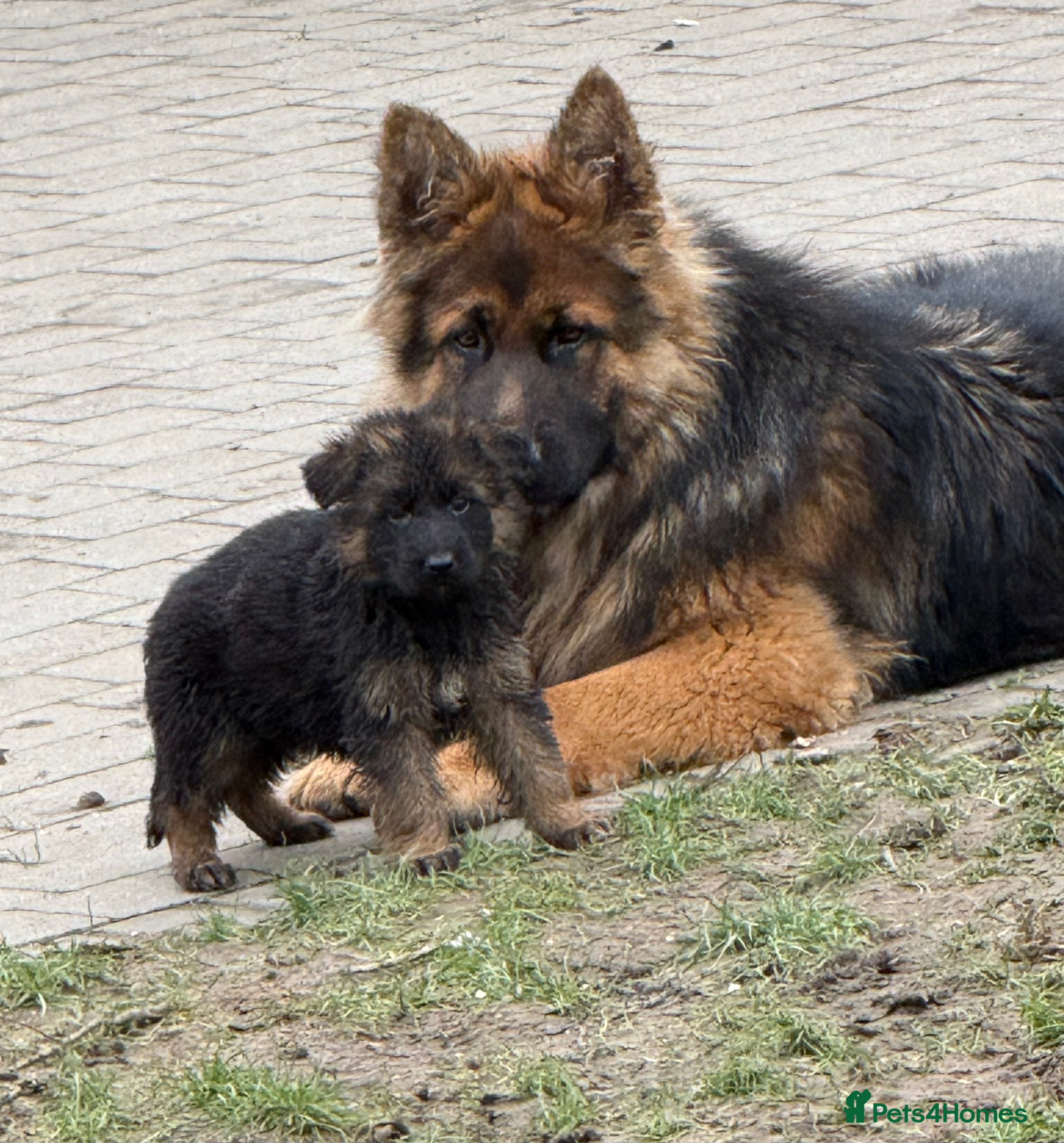 German Shepherd dogs Pure show line German Shepherd  - Advert 6