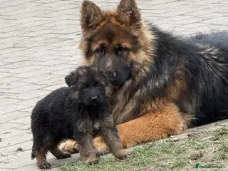 German Shepherd dogs Pure show line German Shepherd - Advert 6