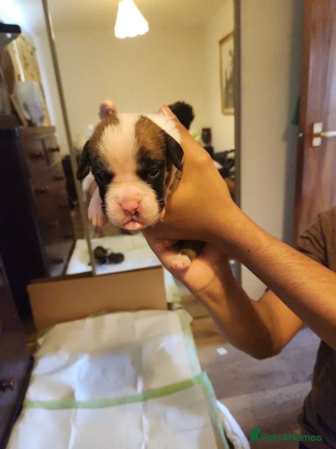 Boxer dogs for sale: Bobtail K C reg - Advert 20