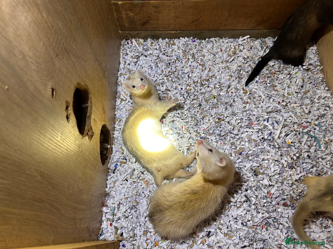 Ferret rodents for sale: 1 sliver girls and 1 polcot girl left - Image 6