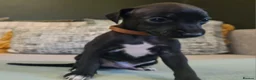 Italian Greyhound dogs for sale: 4 italian greyhound puppies  - Advert 4