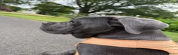 Cane Corso dogs for sale: Beautiful blue cane corso female - Advert 11