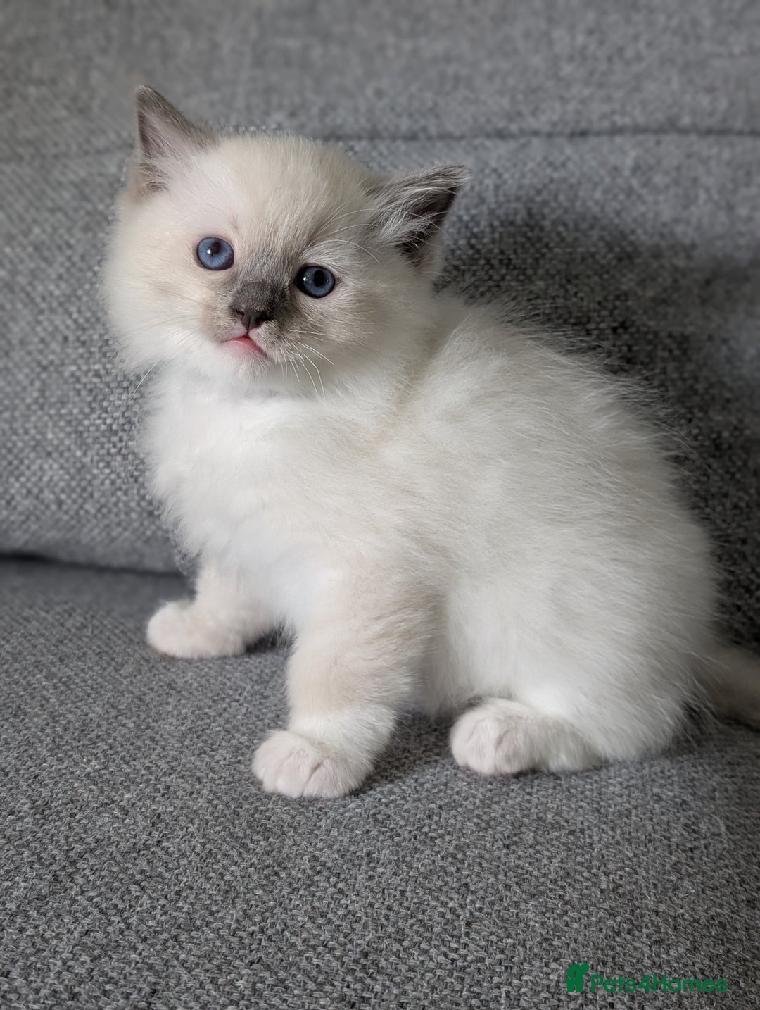 Ragdoll cats for sale: Ragdoll Kittens  - Image 3