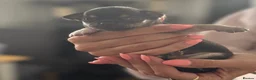 Chihuahua dogs for sale: Gorgeous Rare Chihuahua Puppies  - Advert 14