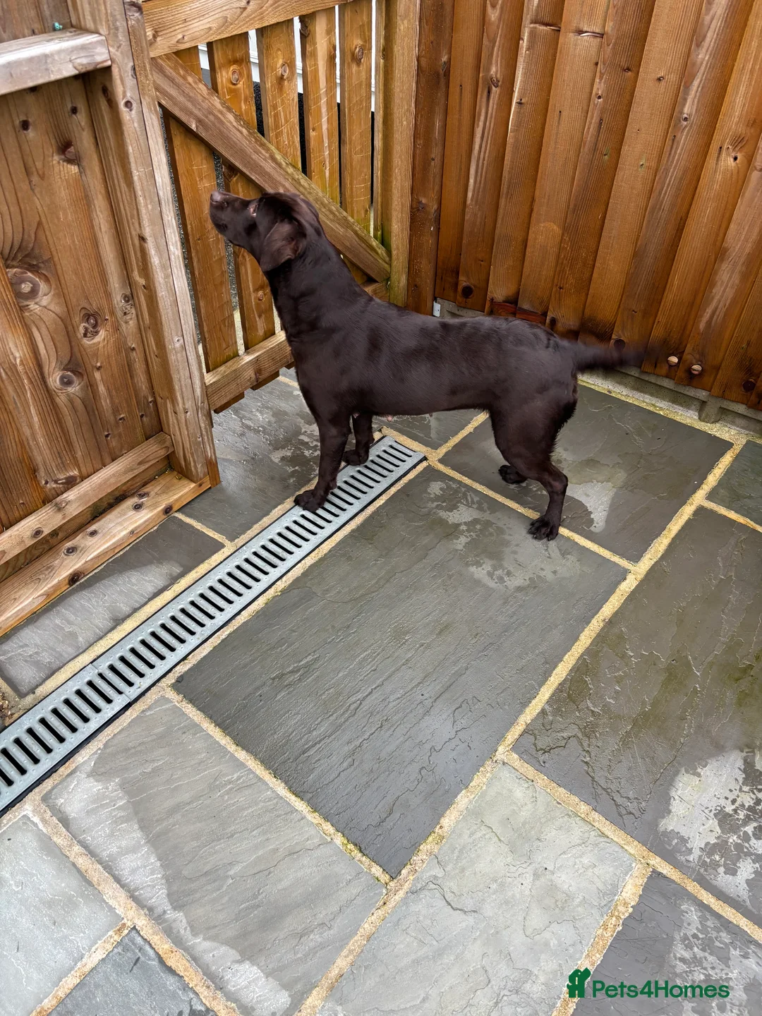 Labradoodle dogs for sale: Stunning Merle labradoodle puppies!!! - Advert 9