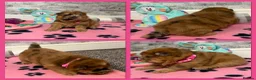 Chow Chow dogs for sale: K.c registered chow chow puppies - Advert 5