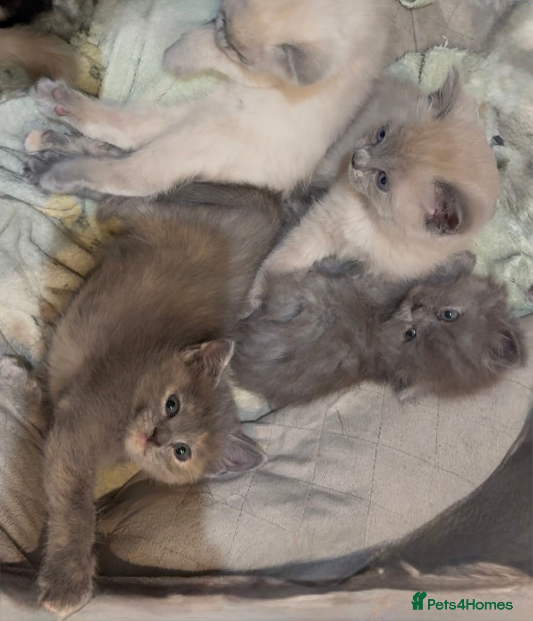 Mixed Breed cats for sale: Stunning Persian x Siamese kittens - Image 9