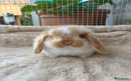 Mini Lop rabbits for sale: Adorable mini lop bunnies  - Image 2