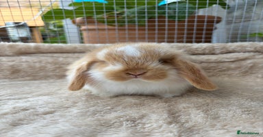 Mini Lop rabbits - Advert 2