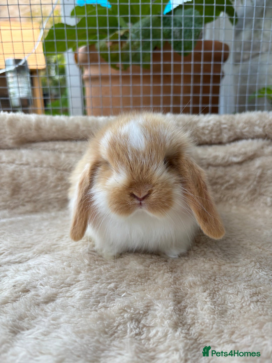 Mini Lop rabbits for sale: Adorable mini lop bunnies  - Image 2