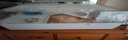 Hamster rodents for sale: Dwarf roborovski hamster, male in Halesowen - Advert 5