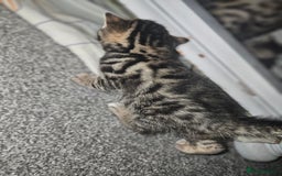 Bengal cats for sale: Pure pedigree bengals avaliable  - Image 16