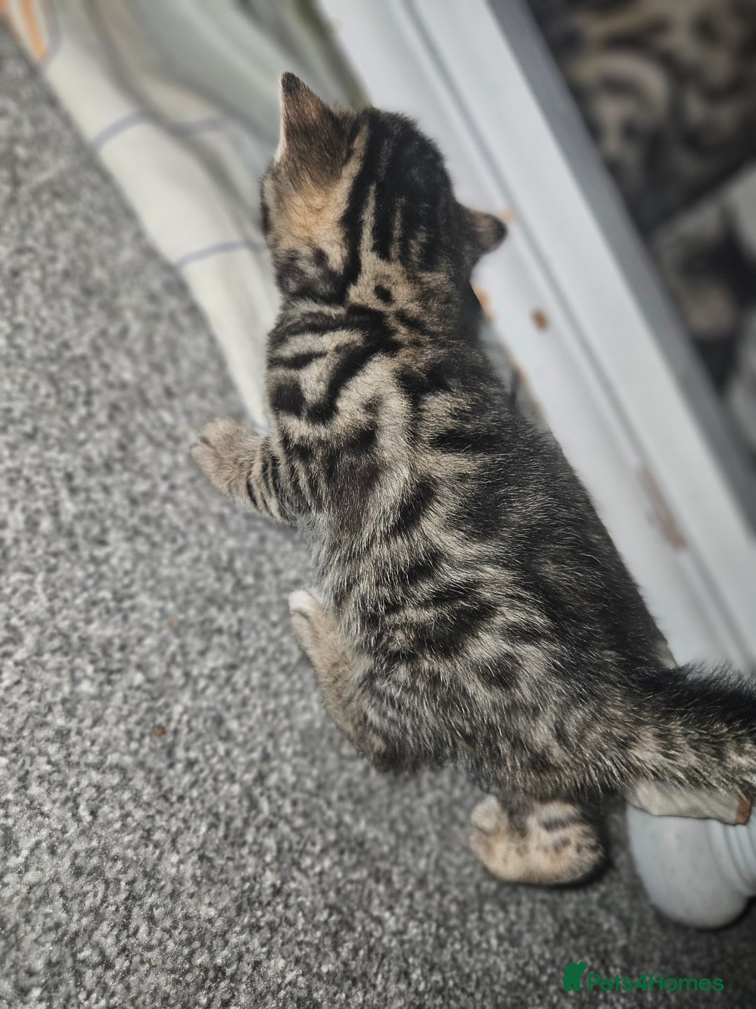 Bengal cats for sale: Pure pedigree bengals avaliable  - Image 16