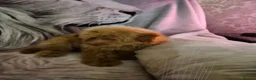 Pomapoo dogs for sale: Fabulous  pomapoo puppies  - Advert 16