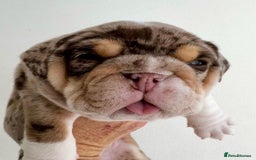 English Bulldog dogs for sale: Beautiful English bulldog puppies  - Advert 7