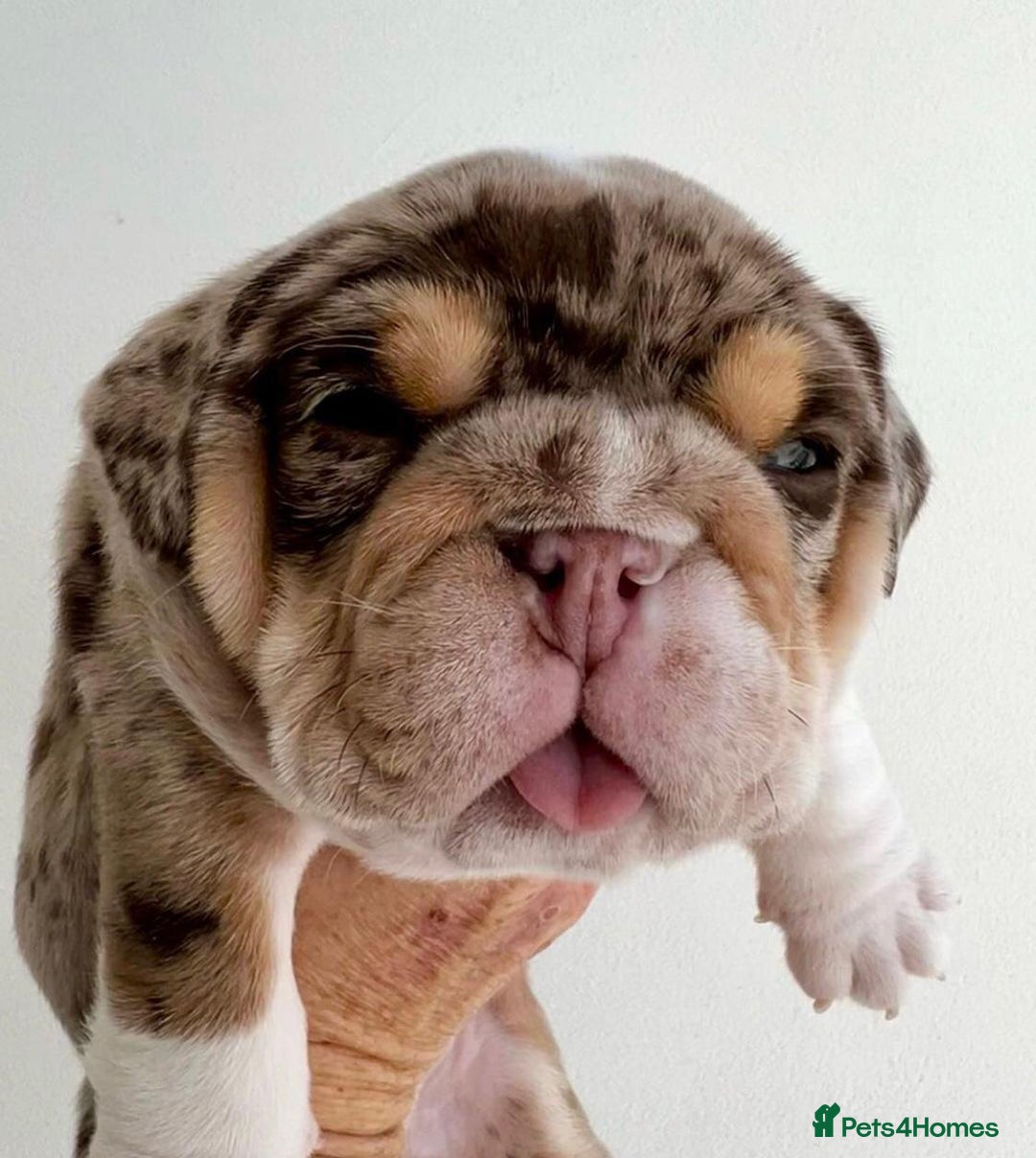 English Bulldog dogs for sale: Beautiful English bulldog puppies  - Advert 7