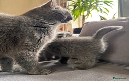 Scottish Fold cats for sale: 🐾2 boys left Scottish Fold🐾 - Image 2