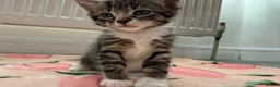 Mixed Breed cats for sale: 4 kittens boy and girl - Advert 12