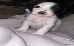 Sprocker dogs for sale: Sprocker spaniel GIRLS 🎀 - Advert 2