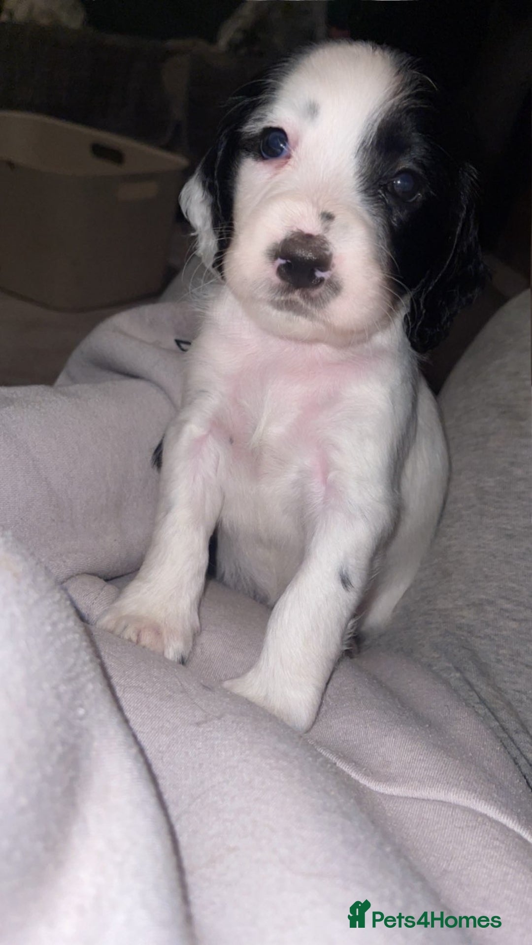 Sprocker dogs for sale: Sprocker spaniel GIRLS 🎀 - Advert 2