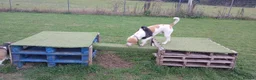 Mixed Breed dogs for sale: Spaniel x beagle  - Advert 3