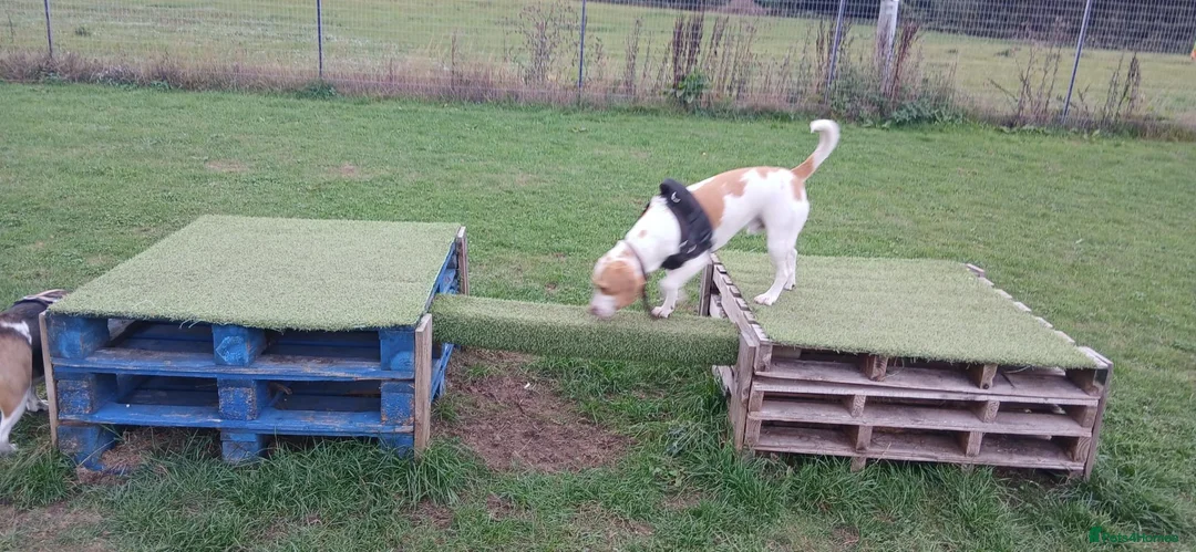Mixed Breed dogs for sale: Spaniel x beagle  - Advert 3
