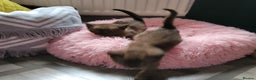 Burmese cats for sale: Pure pedigree, Registered Burmese,Vet checked 2x - Advert 14