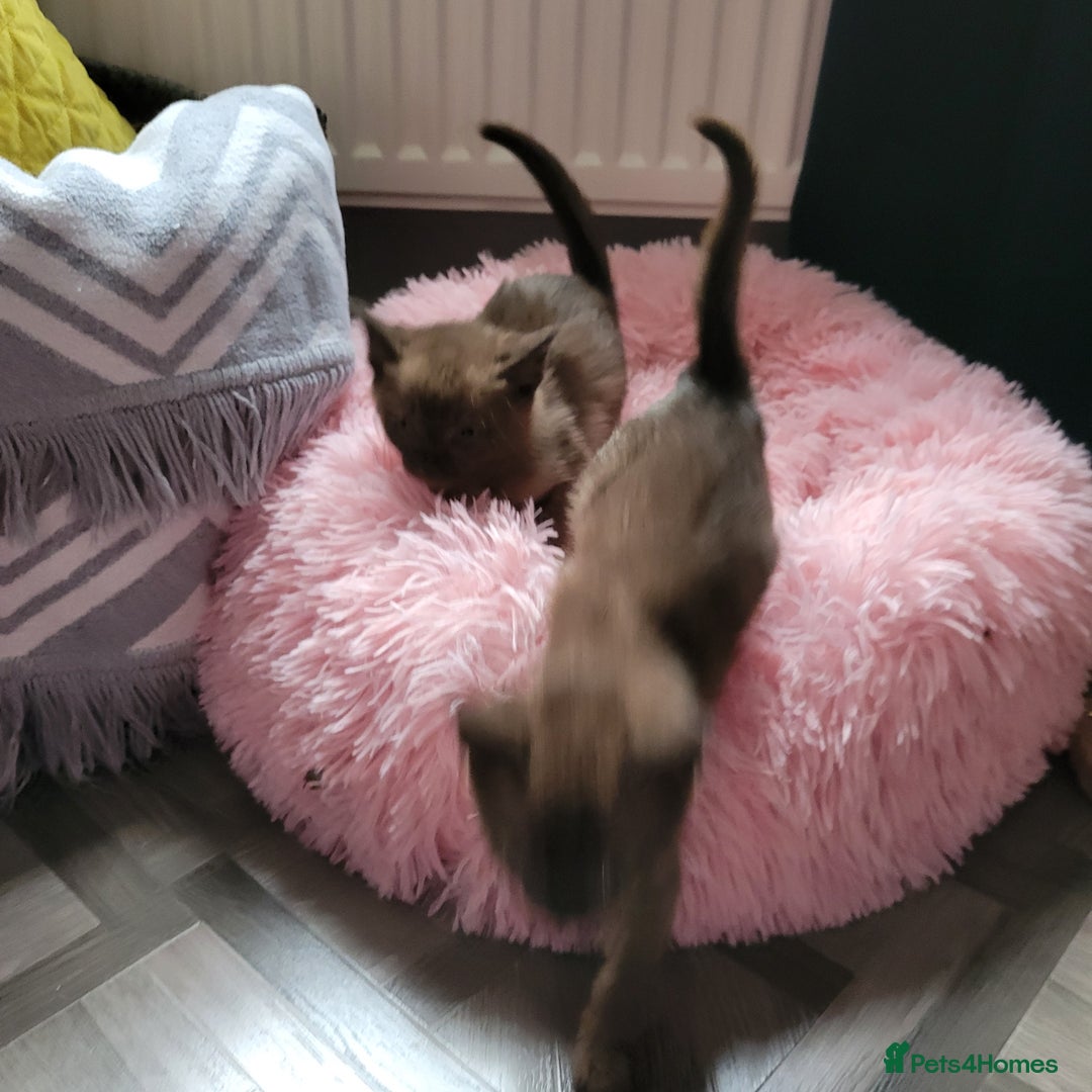 Burmese cats for sale: Pure pedigree, Registered Burmese,Vet checked 2x - Advert 14