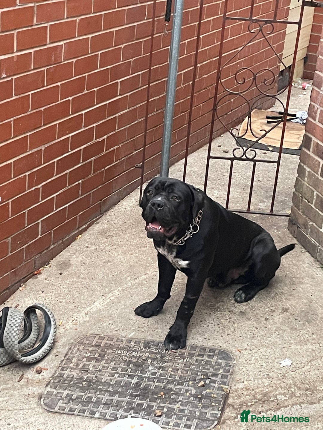 Mixed Breed dogs for sale: Selling cane corso x akita - Image 3