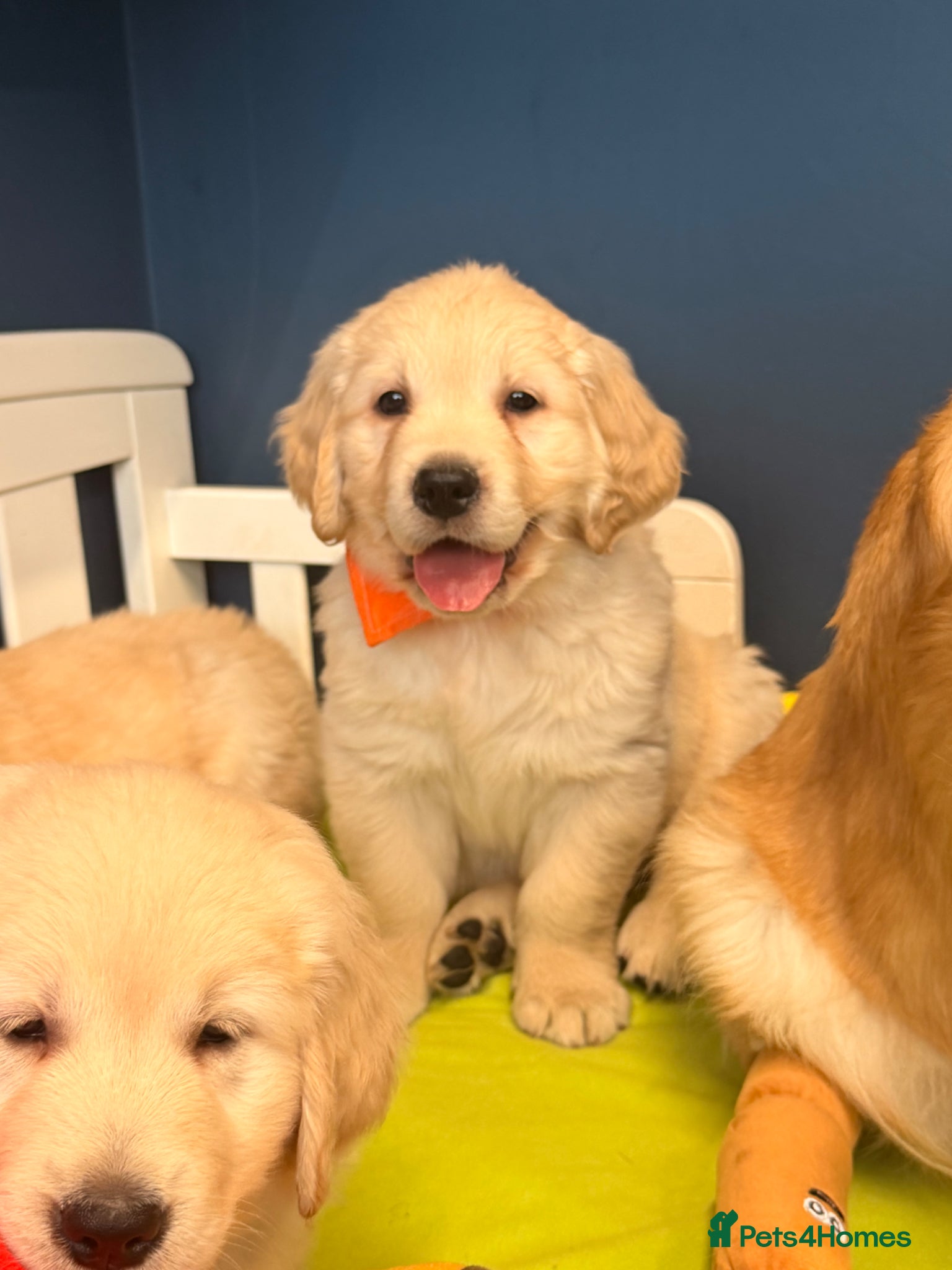 Golden Retriever dogs for sale: 🐶 Gorgeous Chunky type Golden Retriever Puppies🐶 - Advert 25