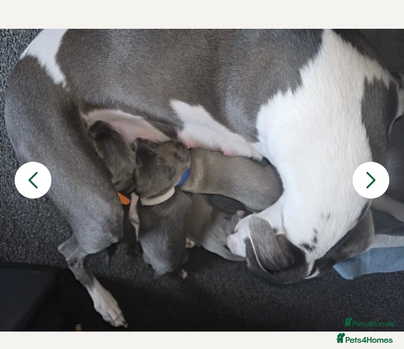 Whippet dogs Kennel club registered female puppy  - Advert 1