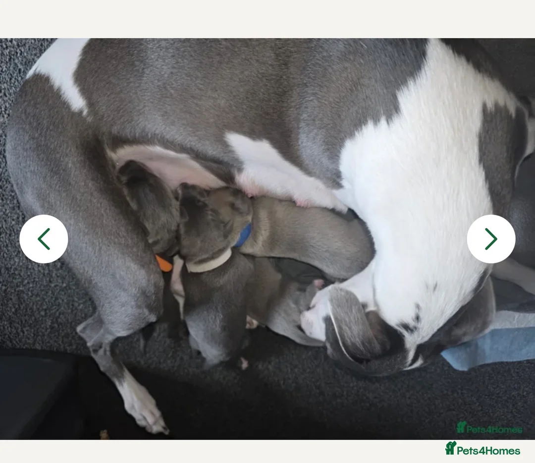Whippet dogs for sale: Kennel club registered female puppy  - Advert 1