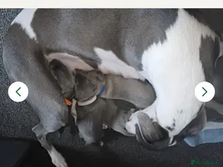 Whippet dogs Kennel club registered female puppy - Advert 1