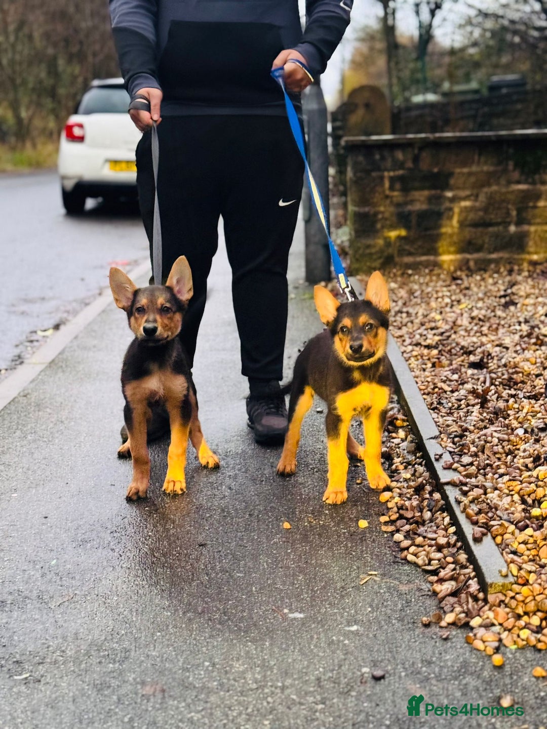 German Shepherd dogs for sale: Exceptional German Shepherd Girls  - Advert 3