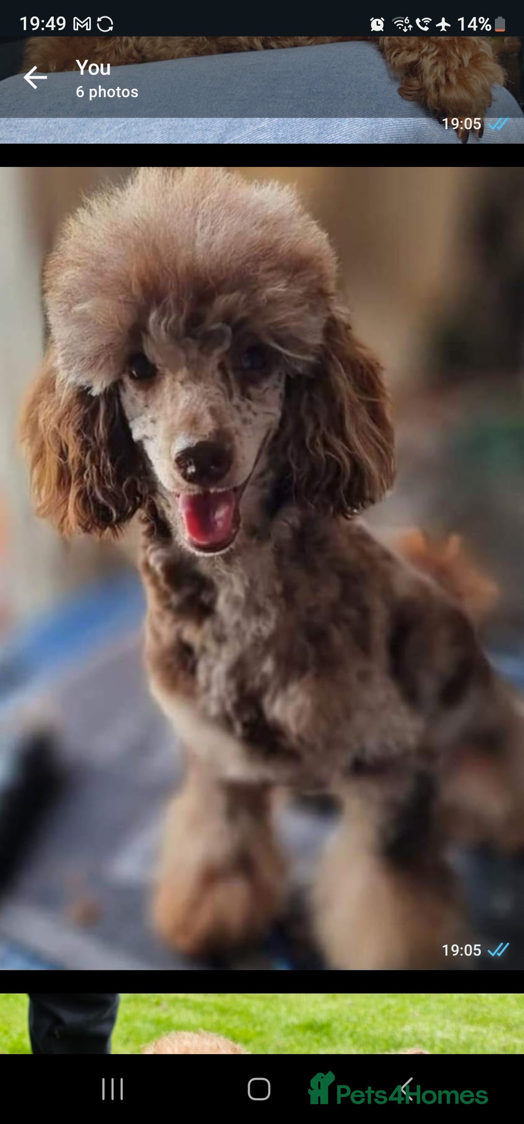 Cavapoo dogs for sale: Stunning Quality F1b Cavapoos - Advert 5