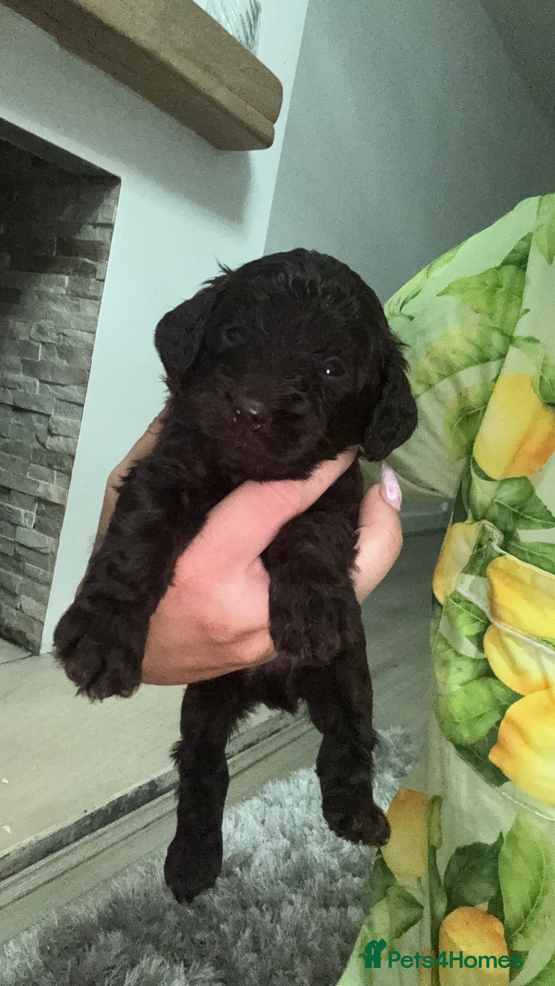 Cockapoo dogs for sale: Cockerpoos  - Image 8