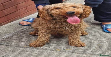 Miniature Poodle dogs - Advert 2
