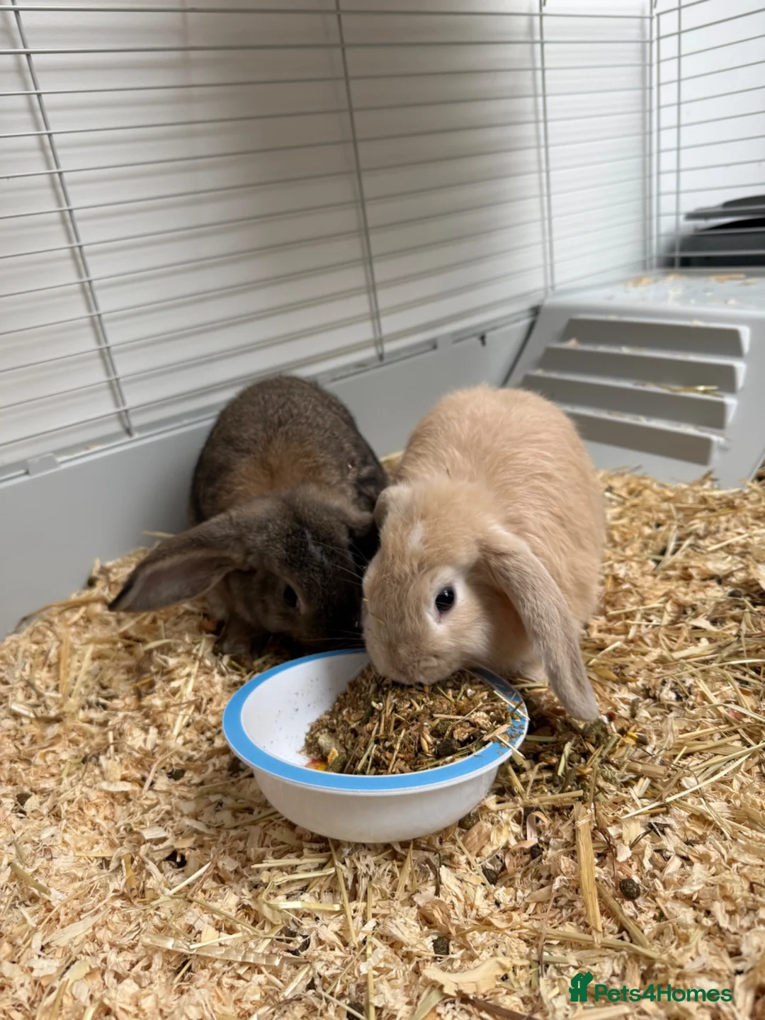 Mini Lop rabbits for sale: 2 male rabbits - Advert 1