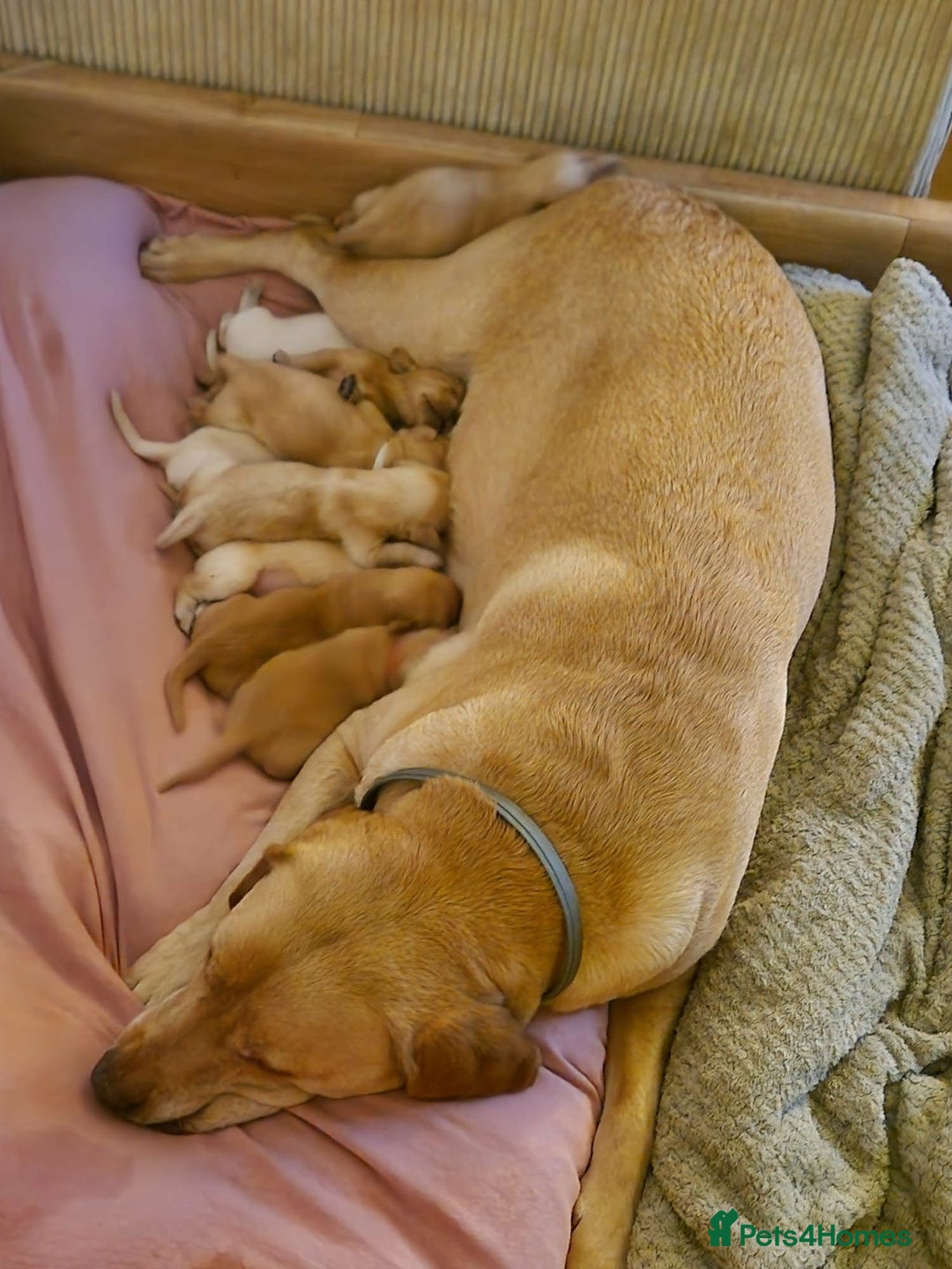 Labrador Retriever dogs for sale: Labrador puppies - Advert 2