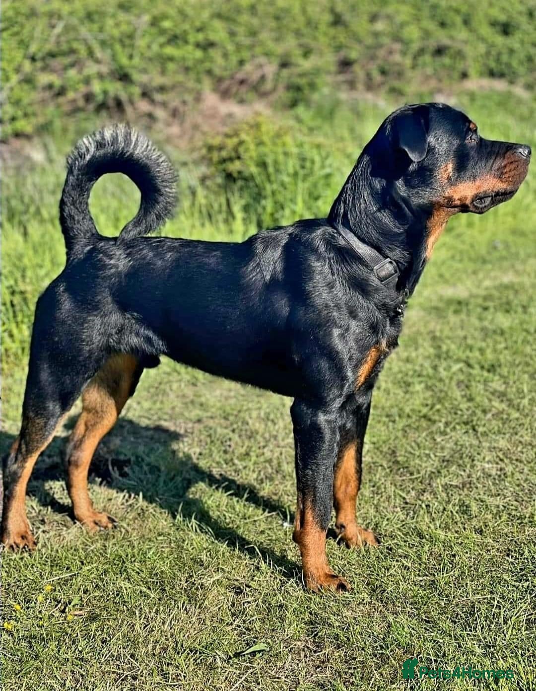 Rottweiler dogs Cruz available for Stud - Advert 1