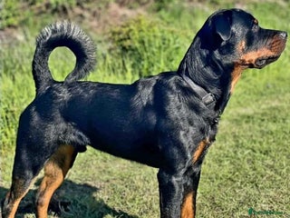 Rottweiler dogs - Advert 5